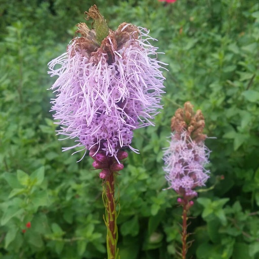 [P_356] Liatris spicata - Kobold Blazing Star