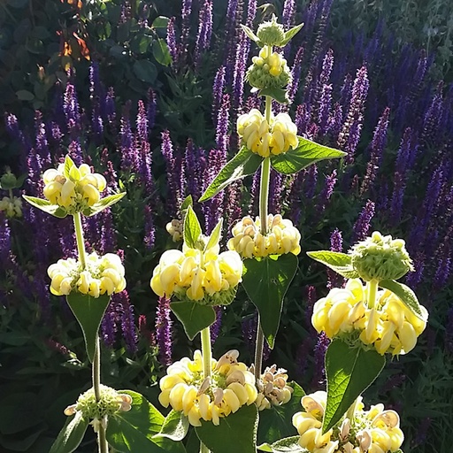 [P_95] Phlomis russeliana