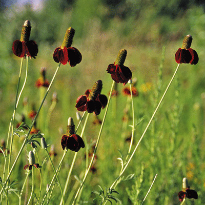 [P_224] Ratibida columnifera pulcherrima - Prairie Coneflower