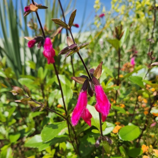 [P_104] Salvia buchananii - Buchanan''s Sage or Velvet Slippers