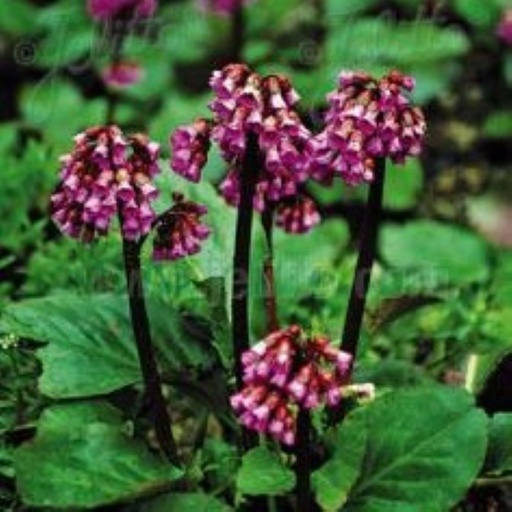 [3145] Bergenia purpurescens