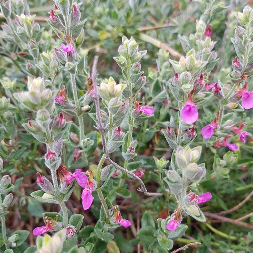 [2725] Teucrium divaricatum - Aegean Sage Germander