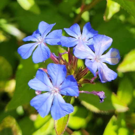 [46700] Ceratostigma wilmottiana 'Forest Blue' Tibetan Plumbago