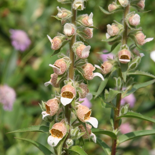 [2830] Digitalis lanata - Greek Foxglove