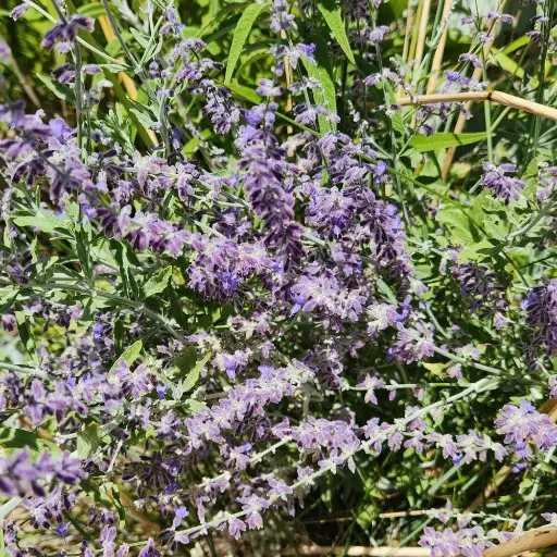 [P_90] Perovskia atriplicifolia 'Little Spire' Russian Sage syn. Salvia yangii