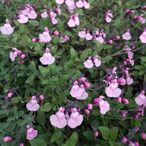 [P_351] Salvia 'Angel Wings'