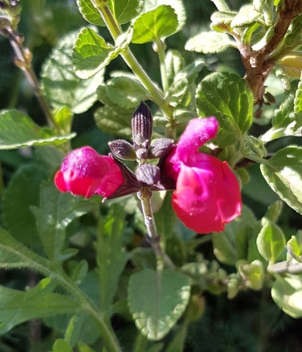 [1123] Salvia 'Nerida'