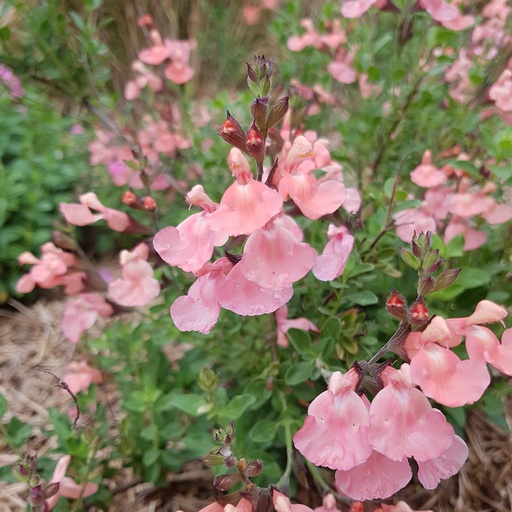 [1910] Salvia 'Ribambelle'