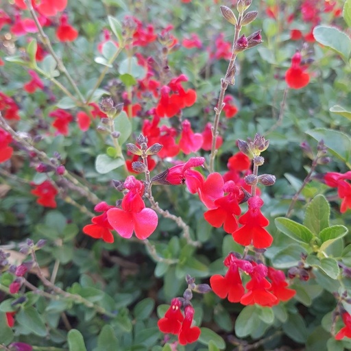 [P_378] Salvia 'Royal Bumble'