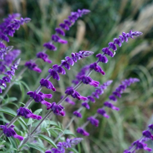 [P_277] Salvia leucantha - Deep Purple Velour Sage