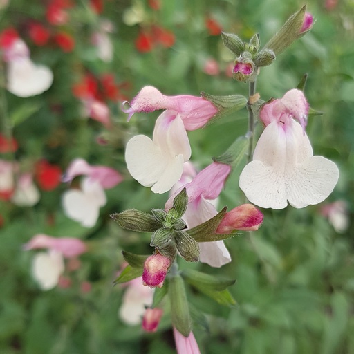 [2825] Salvia microphylla - Candleglow