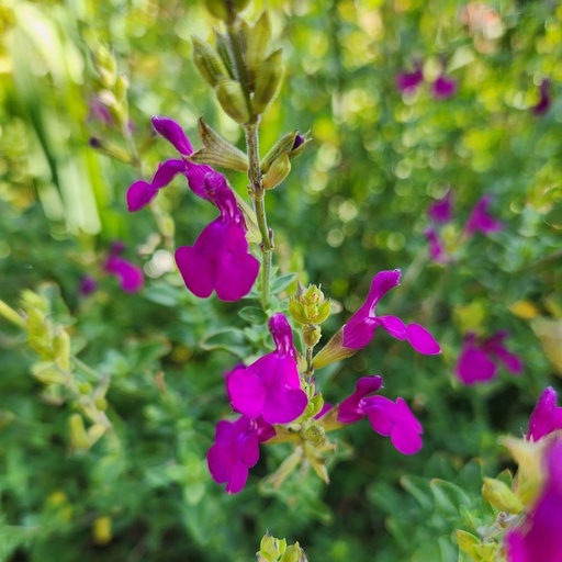 [1960] Salvia muelleri - Royal Purple Sage