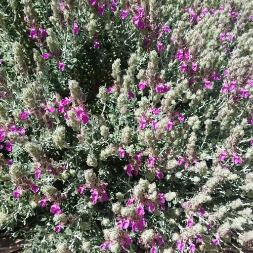 [P_146] Teucrium marum ssp marum - Cat Thyme