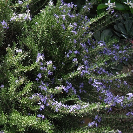 [P_334] Salvia rosmarinus (Syn. Rosmarinus officinalis) - Mozart Rosemary