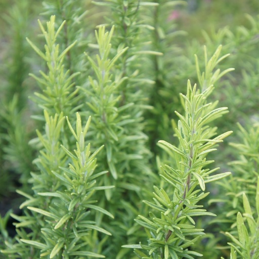 [65499] Salvia rosmarinus Variegata (Syn. Rosmarinus officinalis Variegata) - Variegated Rosemary