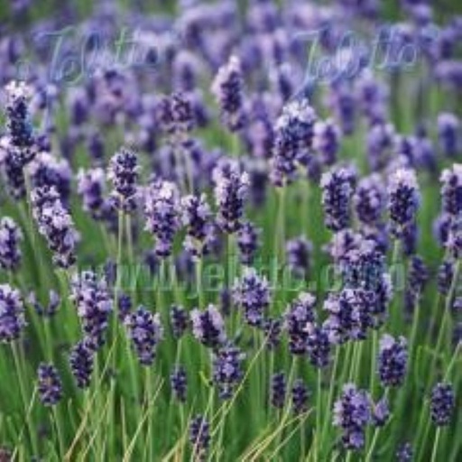 [1167] Lavandula angustifolia Hidcote Superior