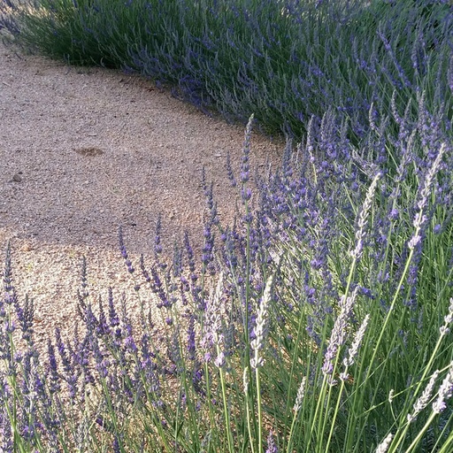 [P_358] Lavandula x intermedia 'Grosso' Lavender