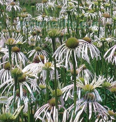 [3650] Echinacea pallida - 'Hula Dancer'