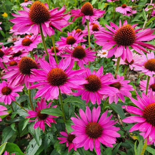 [1126] Echinacea purpurea Magnus Superior