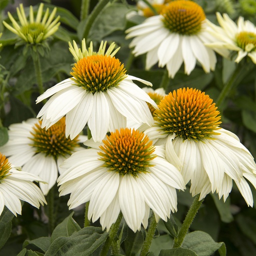 [1127] Echinacea purpurea White Swan