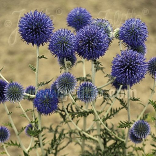 [P_567] Echinops ritro ssp. ruthenicus - 'Platinum Blue' Globe Thistle