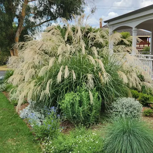 [P_564] Miscanthus transmorrisonensis