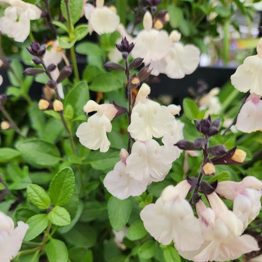 [63688] Salvia 'Moonshadow'