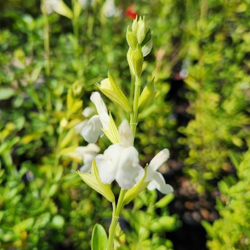 [63689] Salvia greggii 'Alba'