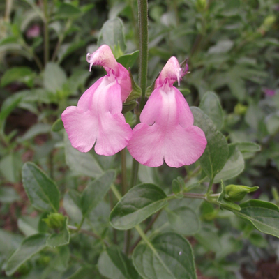 [1757] Salvia x jamensis 'Los Lirios'