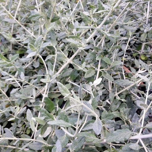 [P_466] Teucrium fruticans - Bush Germander