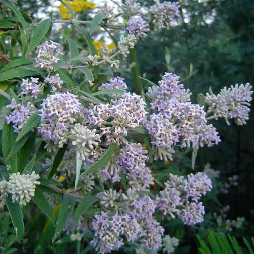 [P_212] Buddleja salviifolia - Winter Buddleja