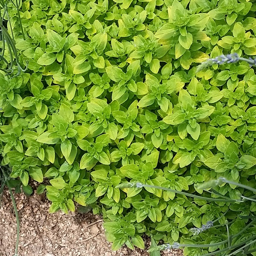 [P_381] Origanum vulgare - 'Thumbles Variety' Oregano