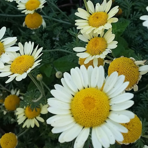 [P_198] Anthemis 'Susanna Mitchell'