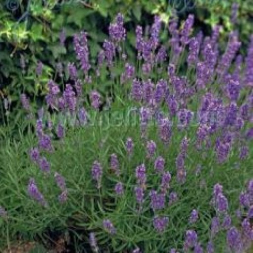 [68493] Lavandula angustifolia 'Munstead'