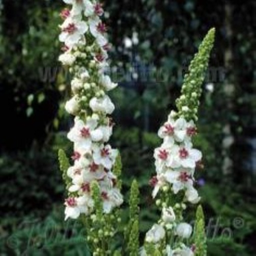 [68487] Verbascum chaixii