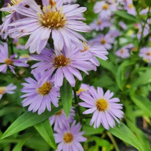 Aster 'Professor Anton Kippenberg'