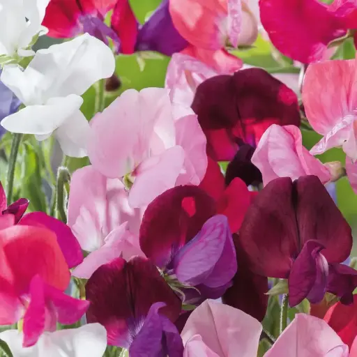 Sweet Pea - Perfume Mix