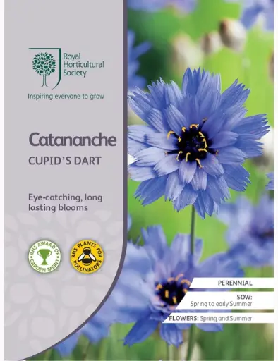 RHS Seeds - Catanache Cupid's Dart