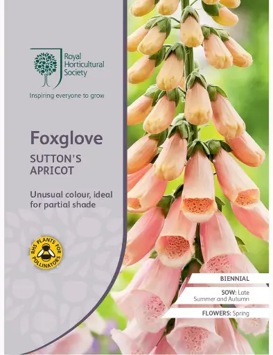 RHS Seeds - Foxglove Sutton's Apricot