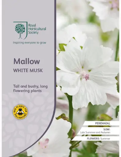 RHS Seeds - Mallow White Musk