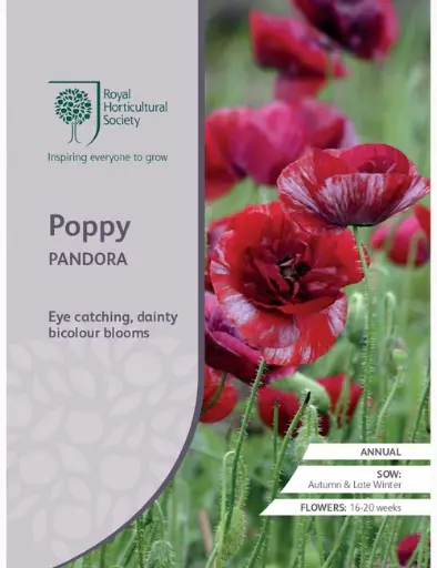 RHS Seeds - Poppy Pandora