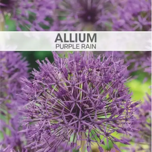 Allium Purple Rain