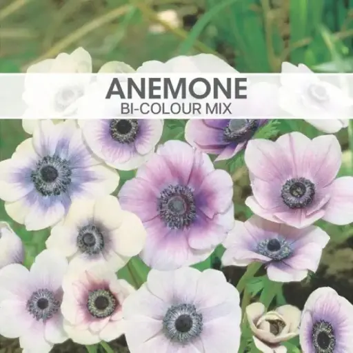 Anemone Bi-Colour Mixed