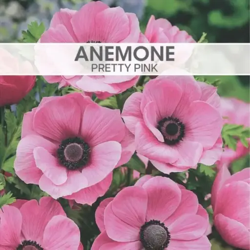 Anemone de Caen Pretty Pink