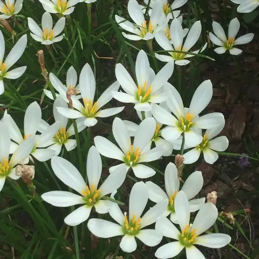 Autumn Crocus Zephyranthes candida