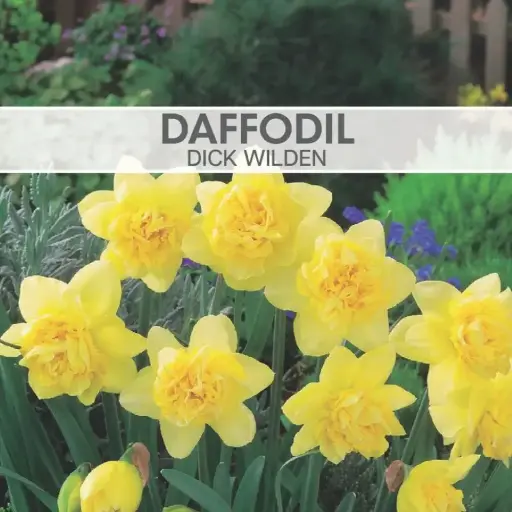 Daffodil Dick Wilden 