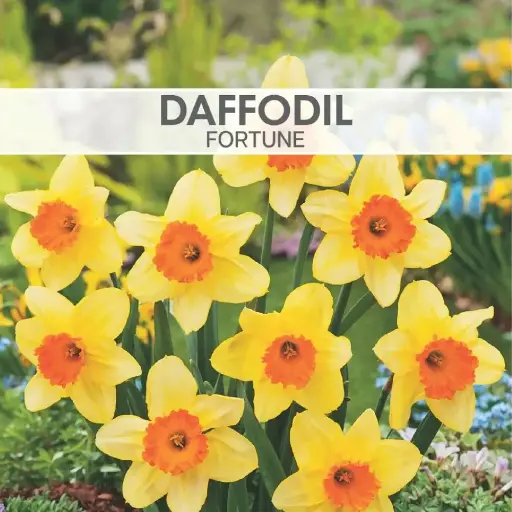 Daffodil Fortune