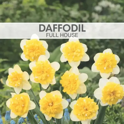 Daffodil Full House