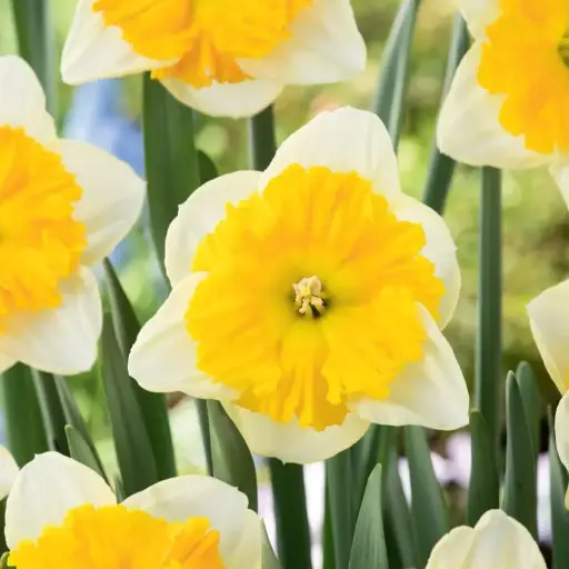 Daffodil Gabriel Kleiberg