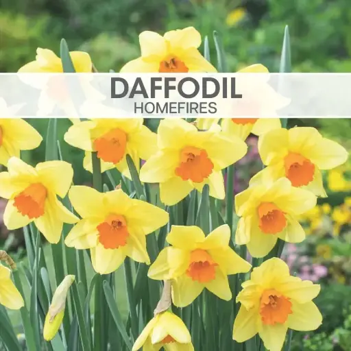 Daffodil Homefires